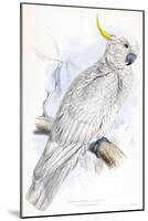 Cockatoo-Stellar Design Studio-Mounted Art Print