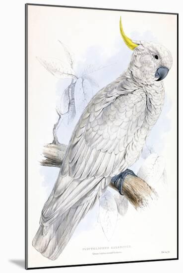 Cockatoo-Stellar Design Studio-Mounted Art Print