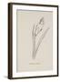 Cockatooca Superba. Illustration From Nonsense Botany by Edward Lear, Published in 1889.-Edward Lear-Framed Giclee Print