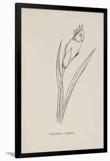 Cockatooca Superba. Illustration From Nonsense Botany by Edward Lear, Published in 1889.-Edward Lear-Framed Giclee Print