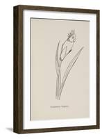 Cockatooca Superba. Illustration From Nonsense Botany by Edward Lear, Published in 1889.-Edward Lear-Framed Giclee Print