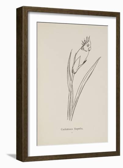 Cockatooca Superba. Illustration From Nonsense Botany by Edward Lear, Published in 1889.-Edward Lear-Framed Giclee Print