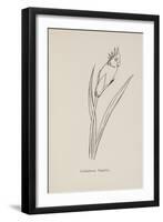 Cockatooca Superba. Illustration From Nonsense Botany by Edward Lear, Published in 1889.-Edward Lear-Framed Giclee Print