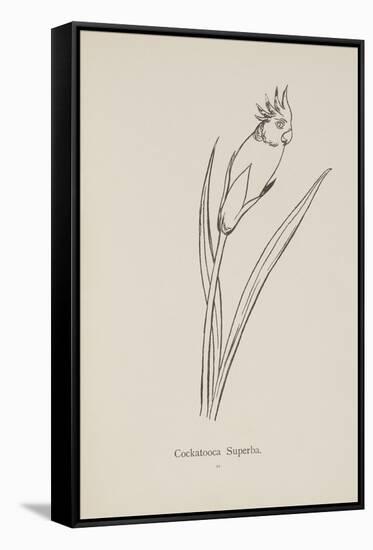 Cockatooca Superba. Illustration From Nonsense Botany by Edward Lear, Published in 1889.-Edward Lear-Framed Stretched Canvas