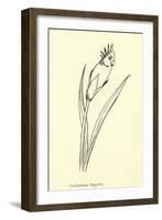 Cockatooca Superba-Edward Lear-Framed Giclee Print