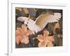 Cockatoos and Pink Hibiscus-Jesse Arms Botke-Framed Art Print