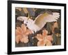 Cockatoos and Pink Hibiscus-Jesse Arms Botke-Framed Art Print