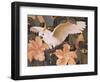 Cockatoos and Pink Hibiscus-Jesse Arms Botke-Framed Art Print