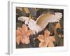 Cockatoos and Pink Hibiscus-Jesse Arms Botke-Framed Art Print