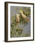 Cockatoos-Michael Jackson-Framed Giclee Print