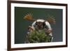 Cockchafer Beetle (Melolontha Melolontha) Male, Portrait Showing Splayed Antennae. Surrey, UK-Kim Taylor-Framed Photographic Print