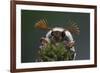 Cockchafer Beetle (Melolontha Melolontha) Male, Portrait Showing Splayed Antennae. Surrey, UK-Kim Taylor-Framed Photographic Print