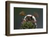 Cockchafer Beetle (Melolontha Melolontha) Male, Portrait Showing Splayed Antennae. Surrey, UK-Kim Taylor-Framed Photographic Print