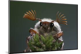 Cockchafer Beetle (Melolontha Melolontha) Male, Portrait Showing Splayed Antennae. Surrey, UK-Kim Taylor-Mounted Photographic Print