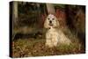 Cocker Spaniel (American Show Type) in Autumn, Pomfret, Connecticut, USA-Lynn M^ Stone-Stretched Canvas