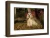 Cocker Spaniel (American Show Type) in Autumn, Pomfret, Connecticut, USA-Lynn M^ Stone-Framed Photographic Print