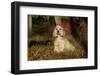 Cocker Spaniel (American Show Type) in Autumn, Pomfret, Connecticut, USA-Lynn M^ Stone-Framed Photographic Print