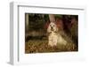 Cocker Spaniel (American Show Type) in Autumn, Pomfret, Connecticut, USA-Lynn M^ Stone-Framed Photographic Print