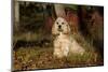 Cocker Spaniel (American Show Type) in Autumn, Pomfret, Connecticut, USA-Lynn M^ Stone-Mounted Photographic Print