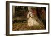 Cocker Spaniel (American Show Type) in Autumn, Pomfret, Connecticut, USA-Lynn M^ Stone-Framed Photographic Print