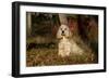 Cocker Spaniel (American Show Type) in Autumn, Pomfret, Connecticut, USA-Lynn M^ Stone-Framed Photographic Print