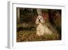 Cocker Spaniel (American Show Type) in Autumn, Pomfret, Connecticut, USA-Lynn M^ Stone-Framed Photographic Print