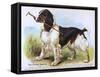 Cocker Spaniel (Anon)-null-Framed Stretched Canvas
