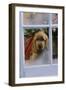 Cocker Spaniel at Window-null-Framed Photographic Print