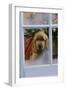 Cocker Spaniel at Window-null-Framed Photographic Print