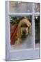 Cocker Spaniel at Window-null-Mounted Photographic Print