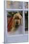 Cocker Spaniel at Window-null-Mounted Photographic Print