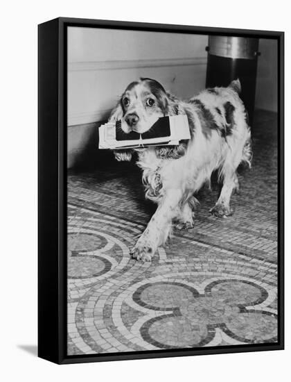 Cocker Spaniel Carrying Papers-null-Framed Stretched Canvas