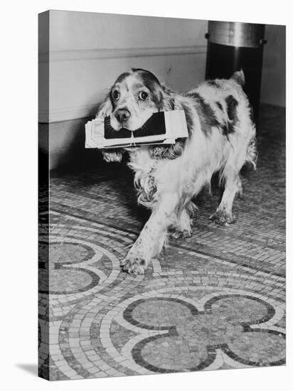 Cocker Spaniel Carrying Papers-null-Stretched Canvas