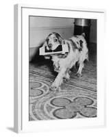 Cocker Spaniel Carrying Papers-null-Framed Photographic Print