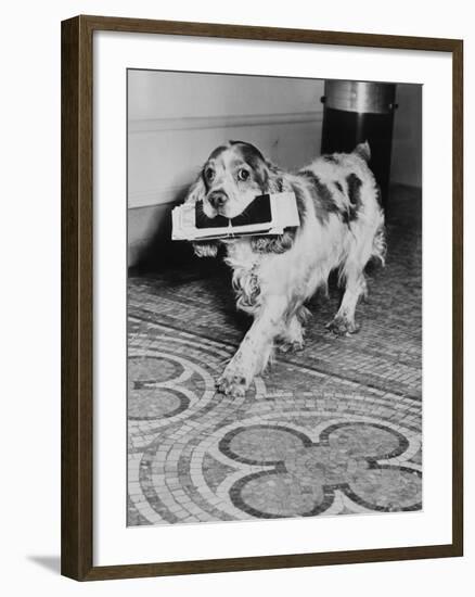 Cocker Spaniel Carrying Papers-null-Framed Photographic Print