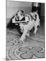 Cocker Spaniel Carrying Papers-null-Mounted Photographic Print