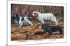 Cocker Spaniel, Clumber Spaniel, and Field Spaniel-Louis Agassiz Fuertes-Mounted Premium Giclee Print