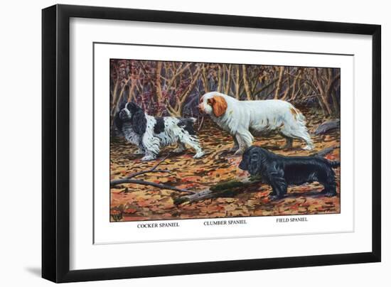 Cocker Spaniel, Clumber Spaniel, and Field Spaniel-Louis Agassiz Fuertes-Framed Art Print