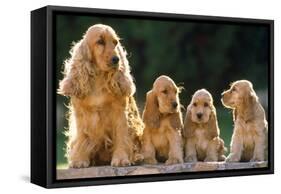 Cocker Spaniel Dogs, Adult and Puppies Sitting in a Row-null-Framed Stretched Canvas