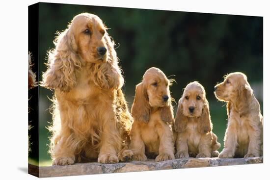 Cocker Spaniel Dogs, Adult and Puppies Sitting in a Row-null-Stretched Canvas