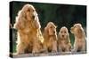 Cocker Spaniel Dogs, Adult and Puppies Sitting in a Row-null-Stretched Canvas