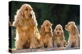 Cocker Spaniel Dogs, Adult and Puppies Sitting in a Row-null-Stretched Canvas