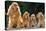 Cocker Spaniel Dogs, Adult and Puppies Sitting in a Row-null-Stretched Canvas