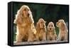 Cocker Spaniel Dogs, Adult and Puppies Sitting in a Row-null-Framed Stretched Canvas