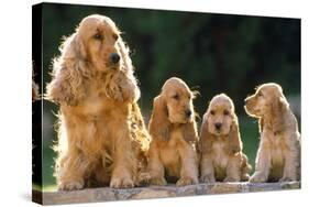 Cocker Spaniel Dogs, Adult and Puppies Sitting in a Row-null-Stretched Canvas