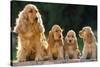 Cocker Spaniel Dogs, Adult and Puppies Sitting in a Row-null-Stretched Canvas