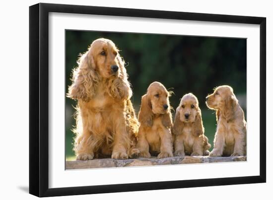 Cocker Spaniel Dogs, Adult and Puppies Sitting in a Row-null-Framed Premium Photographic Print