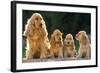 Cocker Spaniel Dogs, Adult and Puppies Sitting in a Row-null-Framed Photographic Print