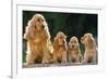 Cocker Spaniel Dogs, Adult and Puppies Sitting in a Row-null-Framed Photographic Print