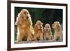 Cocker Spaniel Dogs, Adult and Puppies Sitting in a Row-null-Framed Photographic Print